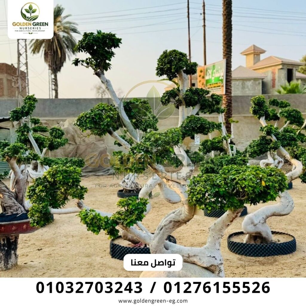 أفضل أنواع نباتات الزينة للزراعة في مصر